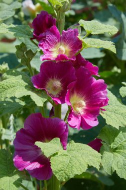 Malva Silvestris. Çiçek açan Misk mallow (Malva alcea, kesim yapraklı ebegümeci, Mine çiçeği ebegümeci veya Gül Fatma ebegümeci) yaz aylarında