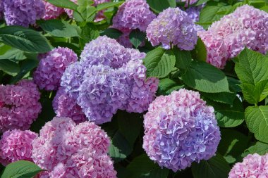 Pembe, mavi, leylak, menekşe, mor ortanca çiçeği (Hydrangea makrophylla) bir bahçede bahar ve yaz mevsiminde çiçek açar. Ortanca macrophylla Ortensiya çiçeklerinin güzel çalısı
