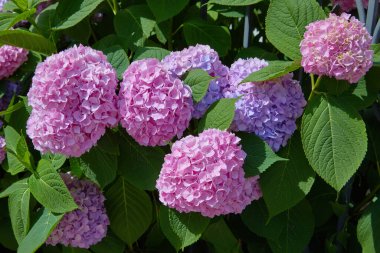 Pembe, mavi, leylak, menekşe, mor ortanca çiçeği (Hydrangea makrophylla) bir bahçede bahar ve yaz mevsiminde çiçek açar. Ortanca macrophylla Ortensiya çiçeklerinin güzel çalısı