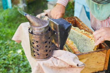 Arı ve ballı bal peteği. Arıcı arılarla dolu bir bal peteği tutuyor. Arı kovanında bal peteği çerçevesini inceleyen bir adam. Görüntü.