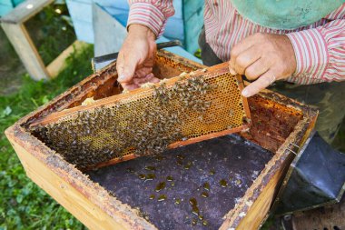 Arı ve ballı bal peteği. Arıcı arılarla dolu bir bal peteği tutuyor. Arı kovanında bal peteği çerçevesini inceleyen bir adam. Görüntü.