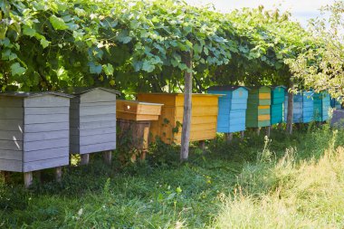 Arı kovanı - ağaç gövdesinden yapılmış gri arı kovanı.