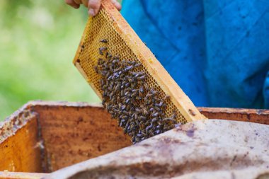 Arı ve ballı bal peteği. Arıcı arılarla dolu bir bal peteği tutuyor. Arı kovanında bal peteği çerçevesini inceleyen bir adam. Görüntü.