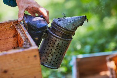Arı ve ballı bal peteği. Arıcı arılarla dolu bir bal peteği tutuyor. Arı kovanında bal peteği çerçevesini inceleyen bir adam. Görüntü.