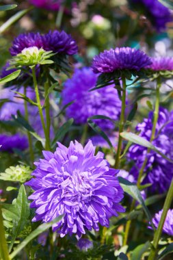 Arka plan olarak kasımpatı çiçekleri. Sonbaharda pembe ve mor kasımpatılar. Kasımpatı duvar kağıdı. Çiçek arkaplan. Seçici odak.