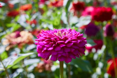 Bahçede açan güzel rengarenk zinya çiçeği. Bahçede kırmızı, pembe, turuncu, beyaz ve sarı çiçekler açar.