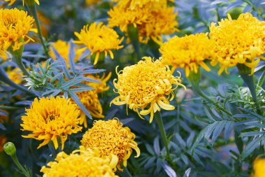 Tagetes erecta, yaygın olarak tagete olarak bilinir, Asteraceae ailesinin bir türüdür. Bahçede kadife çiçeği (Meksika, Aztek veya Afrika kadife çiçeği).