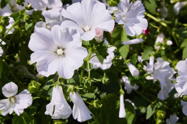 Lavatera trimestris güzel çiçekler ve tomurcukları closeup, yıllık ebegümeci, gül ebegümeci