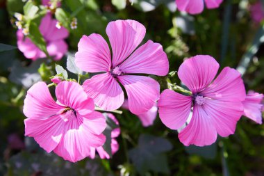 Lavatera trimestris güzel çiçekler ve tomurcukları closeup, yıllık ebegümeci, gül ebegümeci