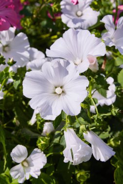 Lavatera trimestris güzel çiçekler ve tomurcukları closeup, yıllık ebegümeci, gül ebegümeci