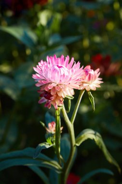 Helichrysum (Hasır Çiçek) açık havada çiçek açıyor. (Helichrysum braketatum) 