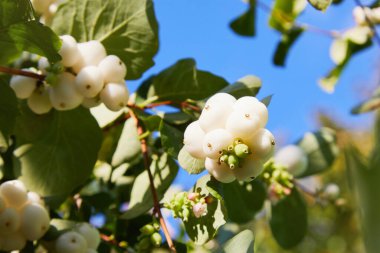 Symphoricarpos. Süslü beyaz böğürtlenlerle çalılık. 