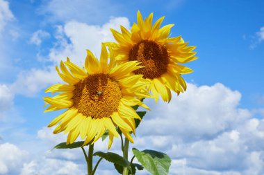 Gün batımına karşı güneş ışığı arkadan geliyor. Yazın ayçiçeği tarlasında