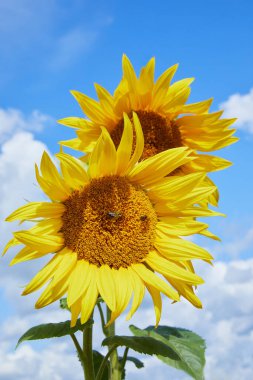 Gün batımına karşı güneş ışığı arkadan geliyor. Yazın ayçiçeği tarlasında
