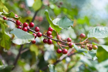 Kızılağaç boynuzu (Frangula alnus) meyveleri. Frangula alnus 'un siyah ve kırmızı dutlu dalları. 
