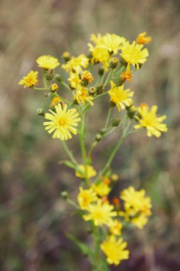 Hieracium canadense yakın, yaygın Kanada hawkweed denir, dar yapraklı hawkweed, veya kuzey hawkweed