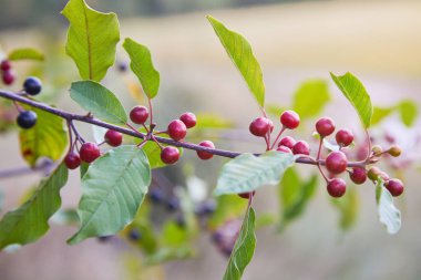 Kızılağaç boynuzu (Frangula alnus) meyveleri. Frangula alnus 'un siyah ve kırmızı dutlu dalları. 