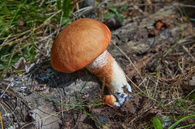 Leccinum aurantiacum - yenilebilir mantar. Mantar doğal ortamda. İngilizce: kırmızı şapkalı scaber sapı 