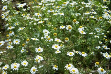 Papatya çiçeği tarlası, papatya tohumu açık havada yetişiyor. Alternatif tıp