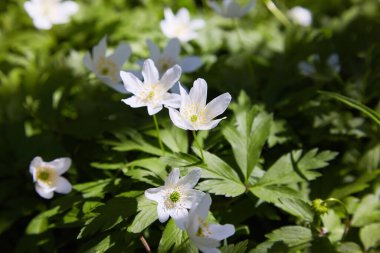 Anemone nemorosa çiçekleri güneşli bir günde ormanda. Yaban şakayığı, yel çiçekleri, yosun.