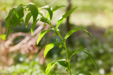 Çiçekler çiçek açan Süleyman 'ın Mührü (Polygonatum odoratum)