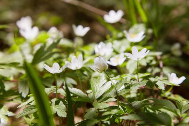 Anemone nemorosa çiçekleri güneşli bir günde ormanda. Yaban şakayığı, yel çiçekleri, yosun.