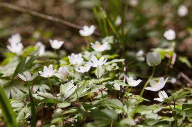 Anemone nemorosa çiçekleri güneşli bir günde ormanda. Yaban şakayığı, yel çiçekleri, yosun.