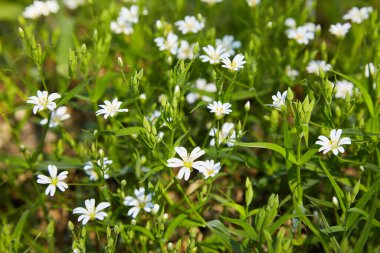 Beyaz yıldız, narin çiçekler. Stellaria tarlasında büyüme, Caryophillaceae - Stellaria holostea çiçeği