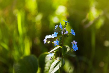 Küçük mavi unutma beni çiçekleri ilkbahar çayırında gün ışığında