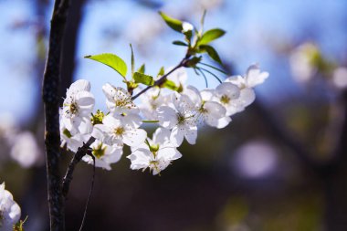 Bir bahar günü çiçek açan meyve ağaçları.