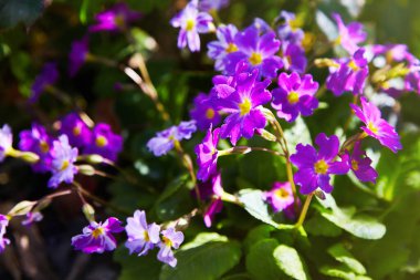 Bahar bahçesinde Violet Perennial çuha çiçeği ya da primula. Bahar çiçekleri, primula polyanthus.. 