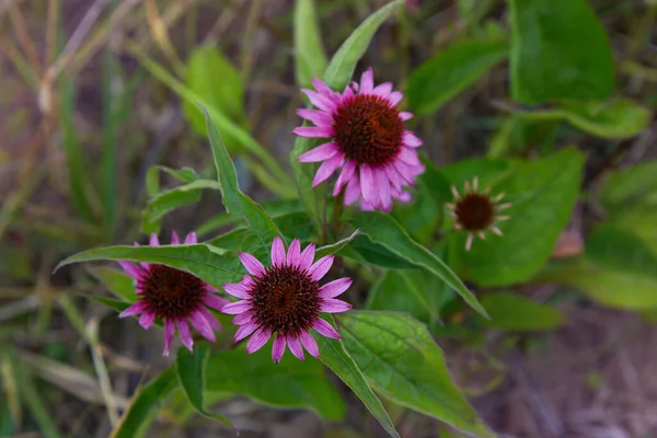 Planta Coneflower Echinacea Angustifolia Primer Plano Flor Rosa Echinacea — Foto de Stock