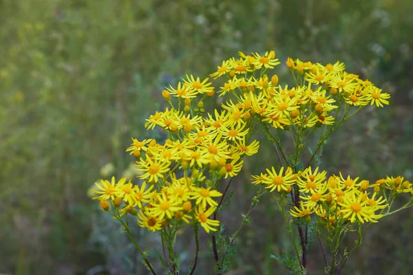 Ragwort Flor Amarilla Nombres Comunes Jacobaea Vulgaris Senecio Jacobaea Tansy — Foto de Stock