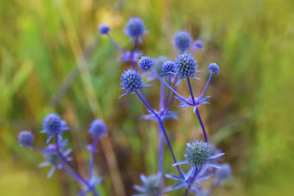 Cardos Salvajes Púrpuras Florecientes Eryngium Planum Hierbas Curativas Mar Azul — Foto de Stock