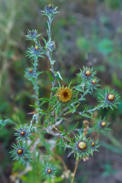 Carlina Biebersteinii Planta Campo Naturaleza Carlina Vulgaris Carline Thistle Familia — Foto de Stock