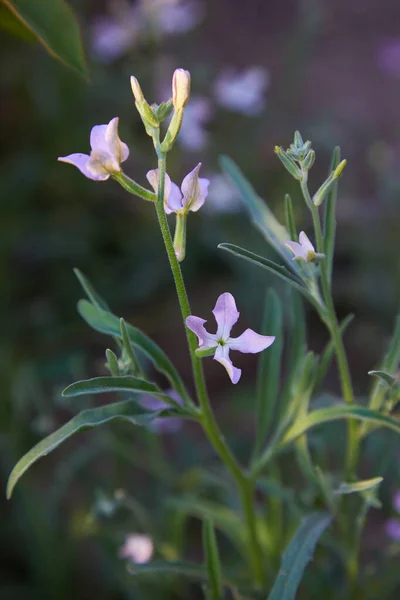 Night Scented Stock Matthiola Longipetala Geurige Bloem Bloeiende Plant Van — Stockfoto