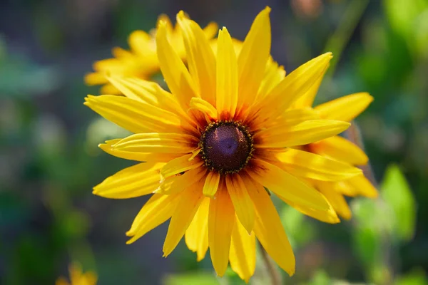 Yellow Rudbeckia Coneflowers Black Eyes Susans Flowers Close Рудбекия Саду — стоковое фото