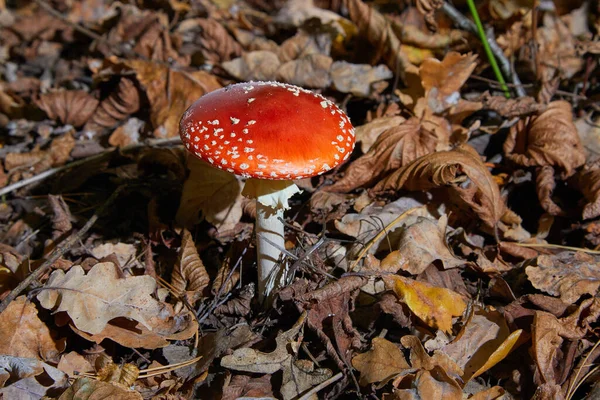 Красная Муха Агарик Ядовитый Галлюциногенный Гриб Fly Agaric Траве Фоне — стоковое фото