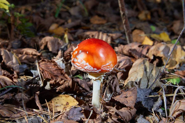 Red Fly Agaric Toxic Hallucinogen Mushroom Fly Agaric Grass Autumn — Stock Photo, Image