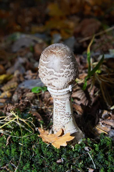 Parasol Mushroom Macrolepiota Procera Lepiota Procera Edible Mushroom Culinary Usage — Stock Photo, Image