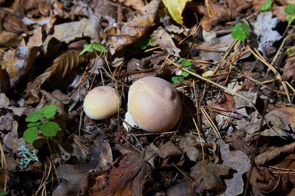 Close View Group Mushrooms Pear Puffball Lycoperdon Pyriforme — Stock Photo, Image