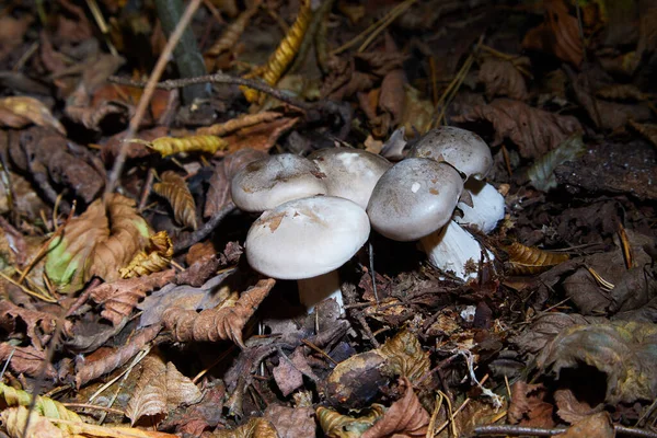 Tricholoma Portentosum Charbonnier Roetkop Grijs Bedekte Eetbare Paddenstoel Van Tricholoma — Stockfoto