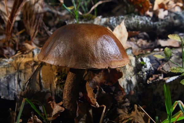 Forest Edible Mushrooms Boletus Mushroom Grows Forest Mushroom Brown Bonnet — Stock Photo, Image