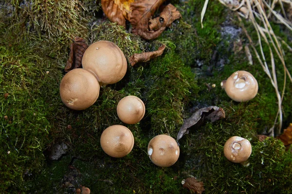 Vista Cerca Grupo Setas Pera Puffball Lycoperdon Pyriforme —  Fotos de Stock