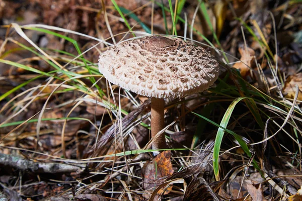 Seta Parasol Macrolepiota Procera Lepiota Procera Seta Comestible Uso Culinario —  Fotos de Stock