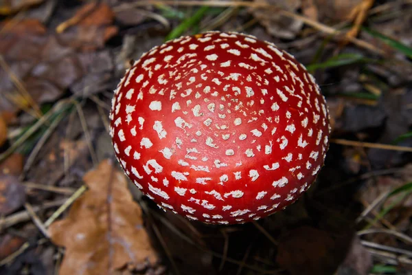 Red Fly Agaric Toxic Hallucinogen Mushroom Fly Agaric Grass Autumn — Stock Photo, Image