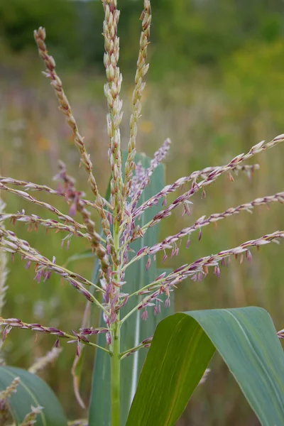 Maize Crops Growing Field Maize Sweet Corn Blossom Close View — Stock Photo, Image