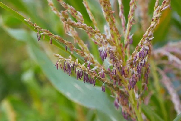 Maize Crops Growing Field Maize Sweet Corn Blossom Close View — Stock Photo, Image