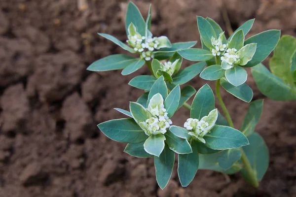 Euphorbia Marginata Snow Mountain Blurred Background Space Text — Stock Photo, Image