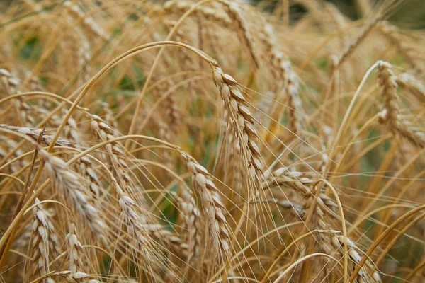 有成熟大麦穗的夏田 可怕的庸俗 田里有金黄色尖峰的田园风光 普通大麦厂 — 图库照片